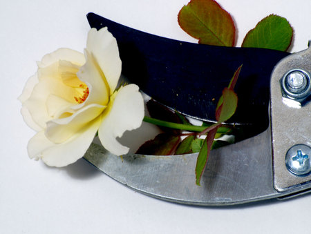 Rose Cutting         の写真素材