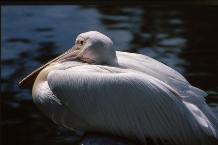 White Pelican huddled down with wings tucked inの写真素材