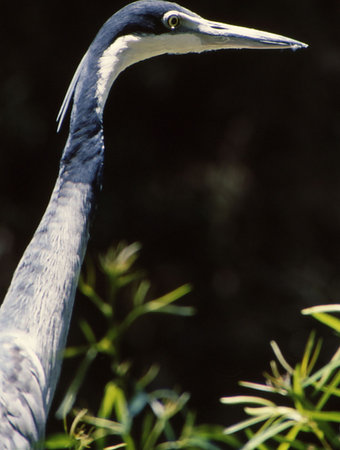Closeup of long neck and head of craneの写真素材