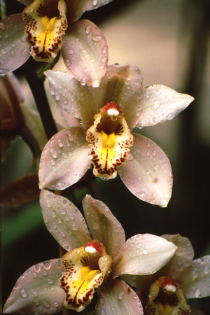 White, yellow and red orchids in pleasing pattern; with water dropletsの写真素材