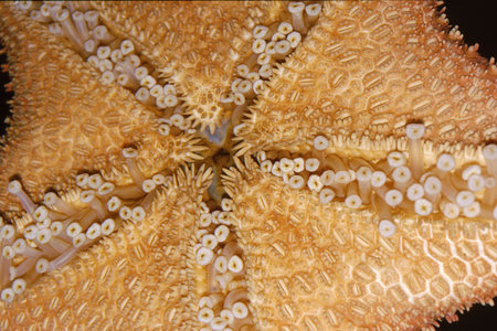 Bottom view of starfish showing unique patterns and texturesの写真素材