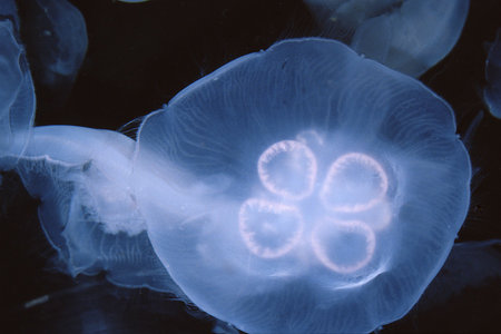 Iridescent, opaque jellyfish with beautiful coloring, pattern and textureの写真素材