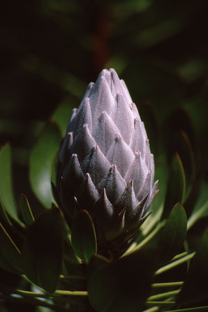 Unique plant bloom with a velvet texture and odd patternの写真素材