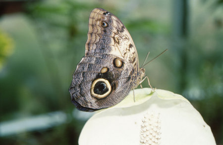 A Closed butterfly landed on a flower petal. closeupの写真素材