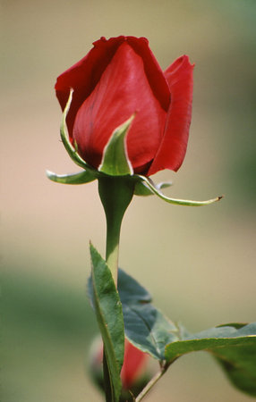Sole red rose bud with beautiful shape and textureの写真素材
