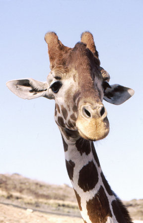 Giraffe closeup of coming over to party to say helloの写真素材