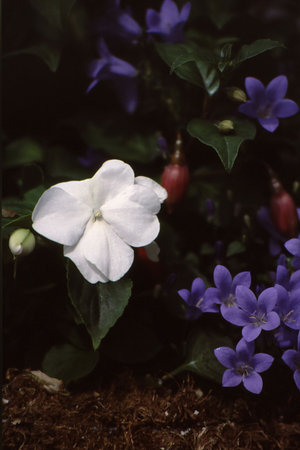 White flower standout among beautiful, deep colored bloomsの写真素材