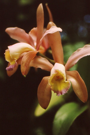 Orchids witm multi colors in a pair of frontal and side viewsの写真素材
