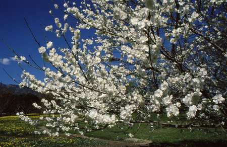 Tree blooming white overlooking fields and mountainの写真素材