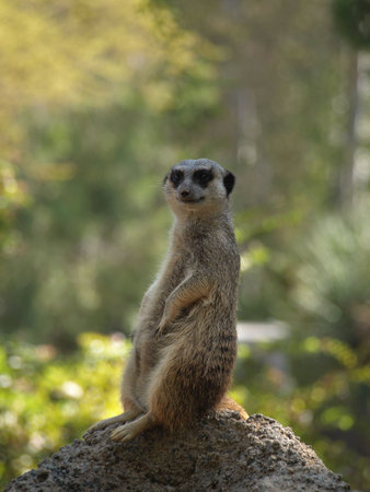 Meerkat sitting upの写真素材