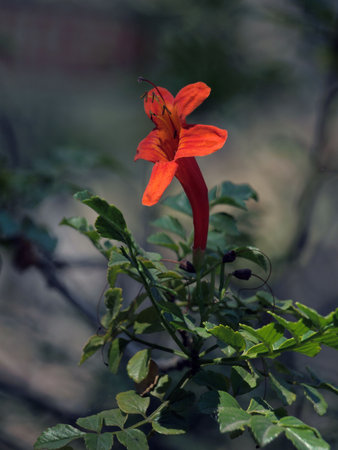Orange tropical flowerの写真素材