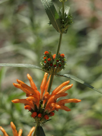 Odd Orange tropical flower with strange budsの写真素材