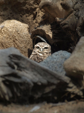 Owl hiding among rocks appears to be awakeの写真素材
