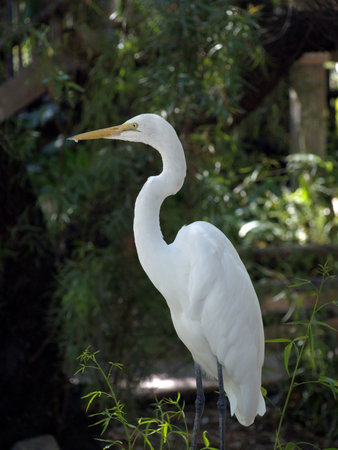 Snowy egret perched on fence contrasting against dark backgroundの写真素材