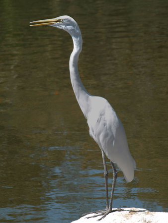White egret on rock with beak partially open. Contrasting against pond waterの写真素材