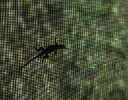 sihlouette of Lizard crawling across screen panelの写真素材