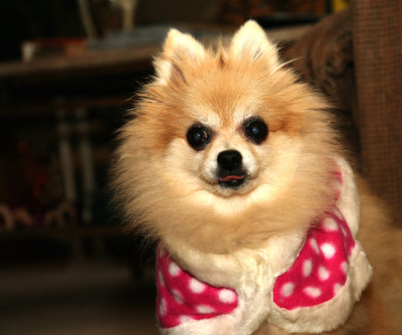 Dog wearing Christmas outfit with tongue outの写真素材
