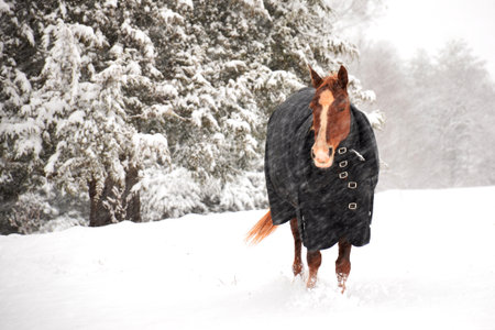 A horse braces itself against a bitter cold wind on a blustery winter day during a blizzardの写真素材