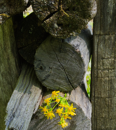 Yellow flowers bloom from a split rail fence in this contrast of textures announcing the arrival of spring on a rural farmの写真素材