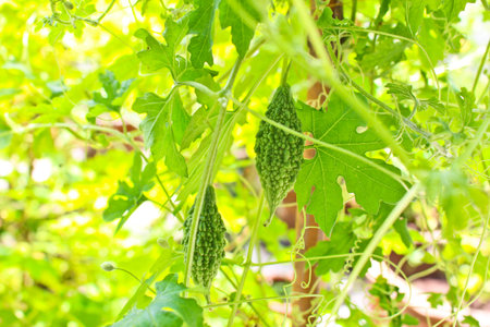 balsam appleの写真素材