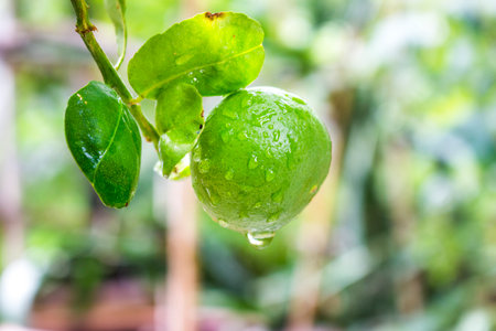 Green lemonの写真素材