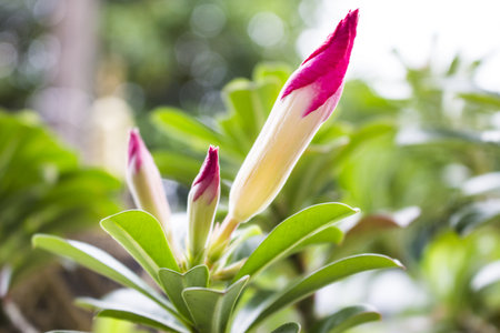 Desert Rose; Impala Lily; Mock Azaleaの写真素材