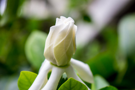 Gardenia, Cape jasmineの写真素材
