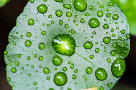 drop of water