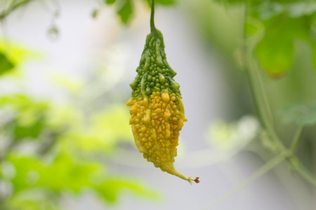 Balsam Appleの写真素材