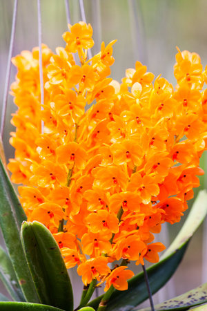 Ascocentrum Orchidの写真素材