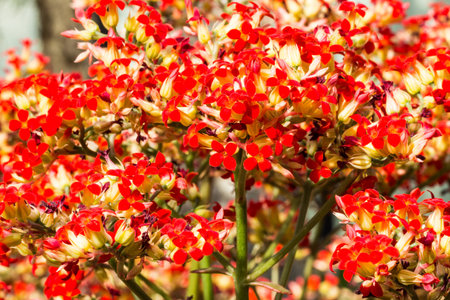 Kalanchoeの写真素材