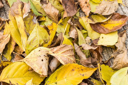 Dried leaves on the groundの写真素材