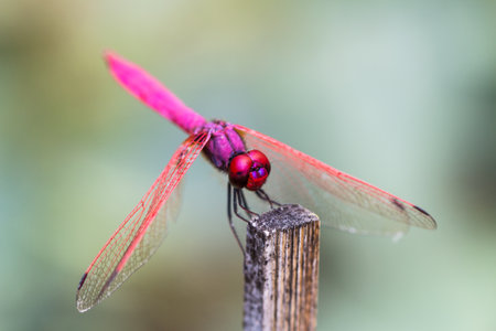 Red Dragonflyの写真素材