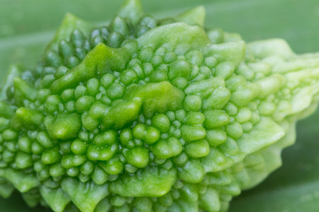 Closed up balsam appleの写真素材