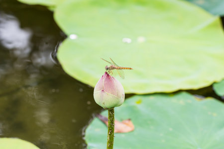 Dragonfly on lotus, Macroの写真素材
