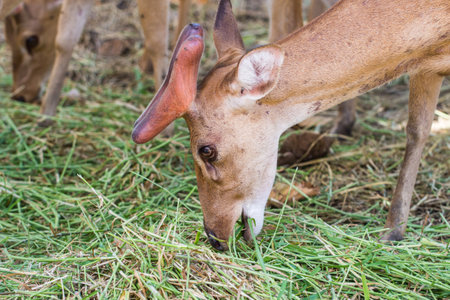 Deer eat grassの写真素材