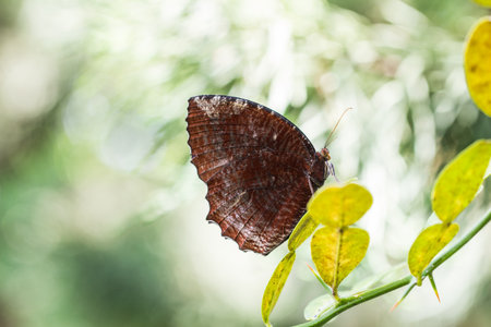 Brown butterflyの写真素材