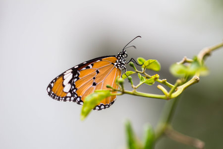 Butterfly on tree branchの写真素材