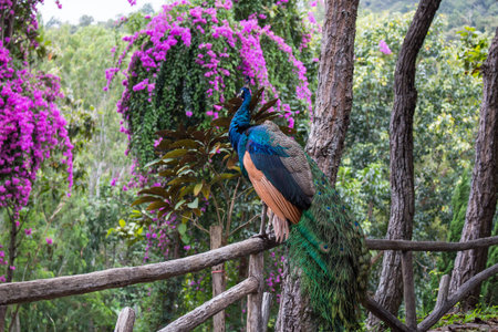 Portrait of thai peacockの写真素材