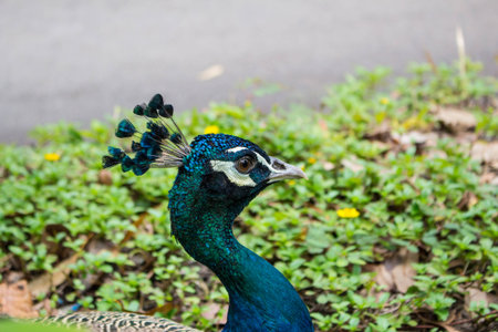 Portrait of thai peacockの写真素材