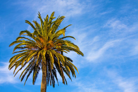 Nice palm tree and very blue skyの写真素材