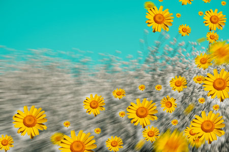 daisies and perfect skyの写真素材