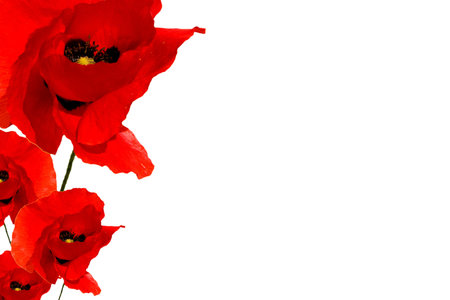 Beautiful Poppies in white  backgroundの写真素材