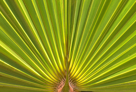 Tree Leafの写真素材