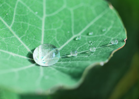 Closeup of water drops on a green leafの写真素材