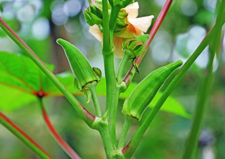 Tender, unripe lady's finger, okra in a kitchen garden. Family: Malvceaeの写真素材