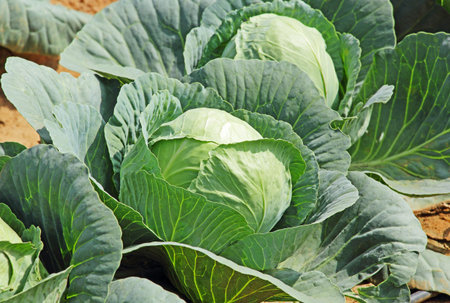 Close up of cabbage fruits growing in a vegetable garden in India.