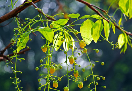 Golden shower flower is national flower of Thailand. Also called konna in Kerala, India. It is a sacred flower associated with the Vishu festival. Scientific name is Cassia Fistula.の写真素材