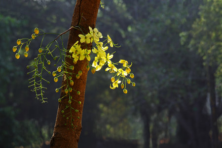 Golden shower flower is national flower of Thailand. Also called konna in Kerala, India. It is a sacred flower associated with the Vishu festival. Scientific name is Cassia Fistula.の写真素材
