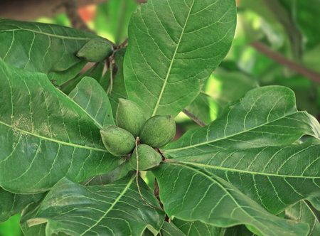 Tropical almond, terminalia catappa, is a tropical deciduous tree producing almond taste seeds. Also...